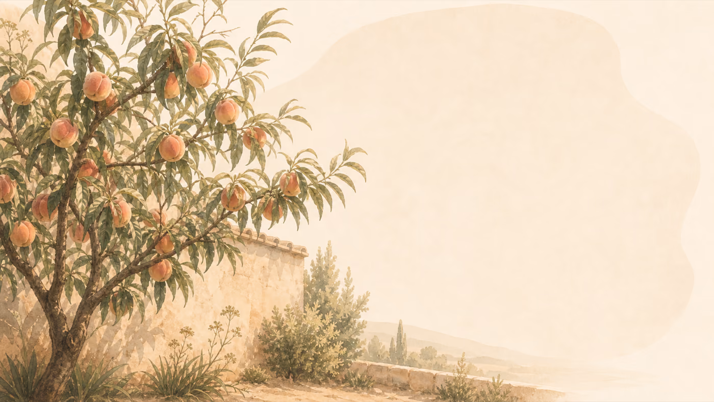 Pfirsich – Habitus, Aquarell